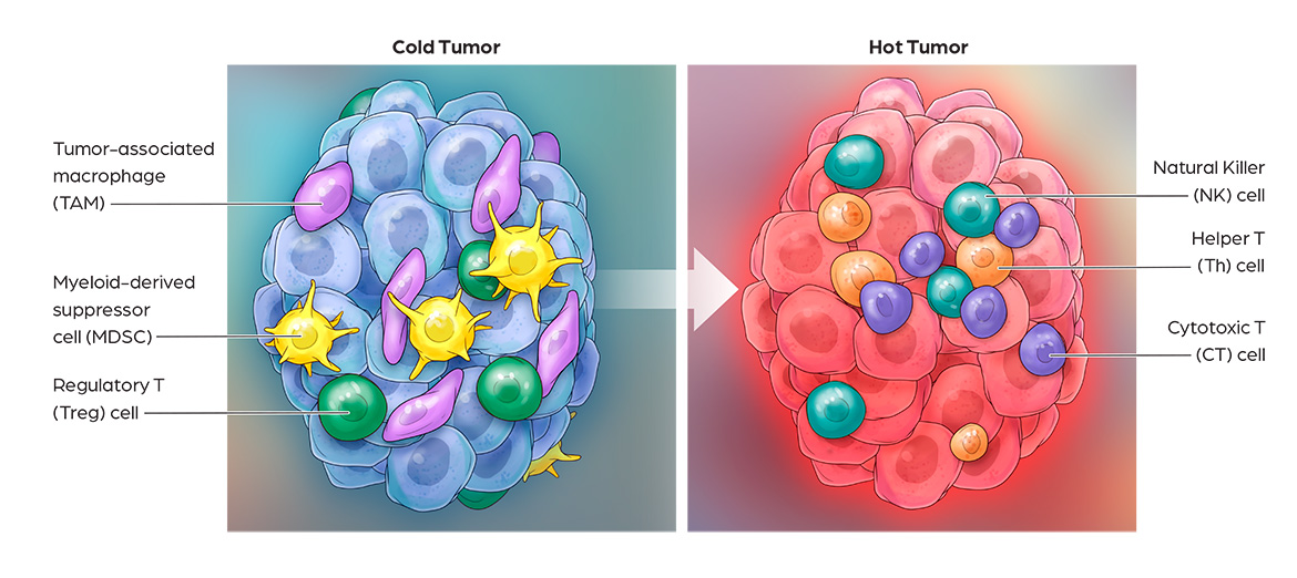 Antibody Drug Conjugate