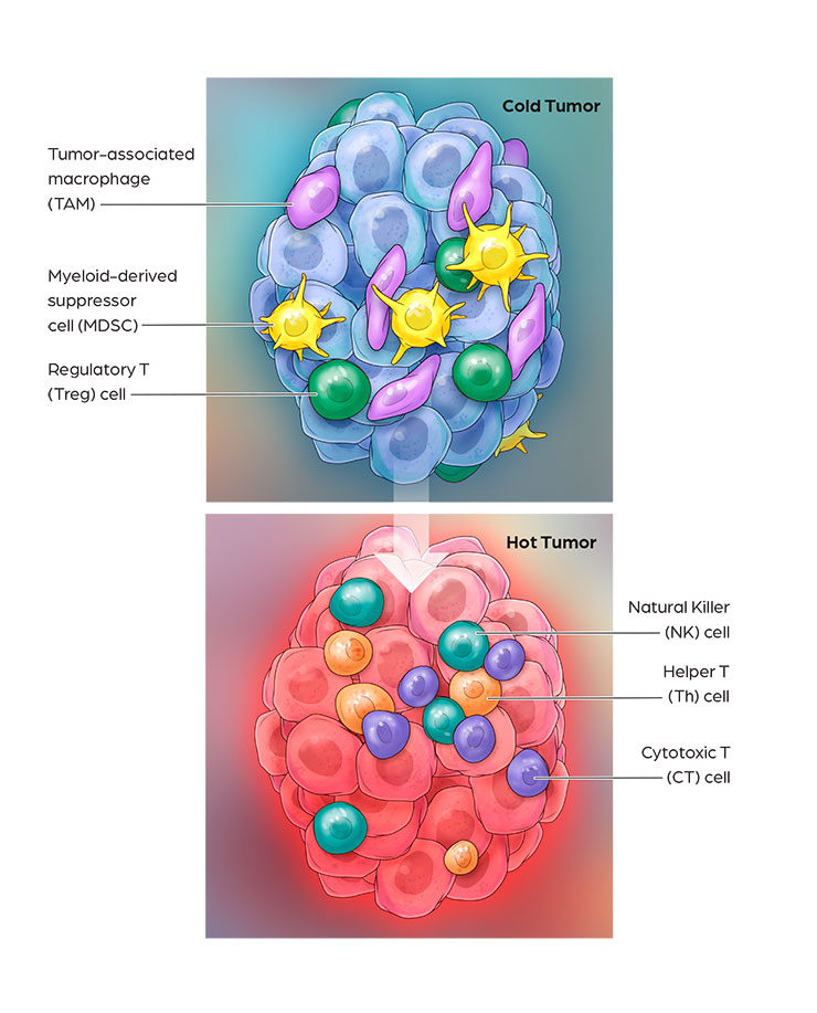 Antibody Drug Conjugate